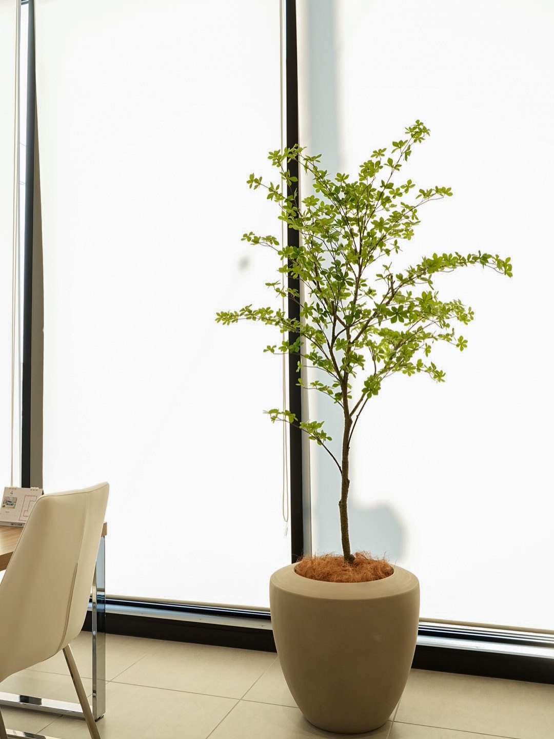 鉢植えのシンボルツリー